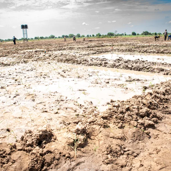 Jigawa Irrigation and Solar Plant