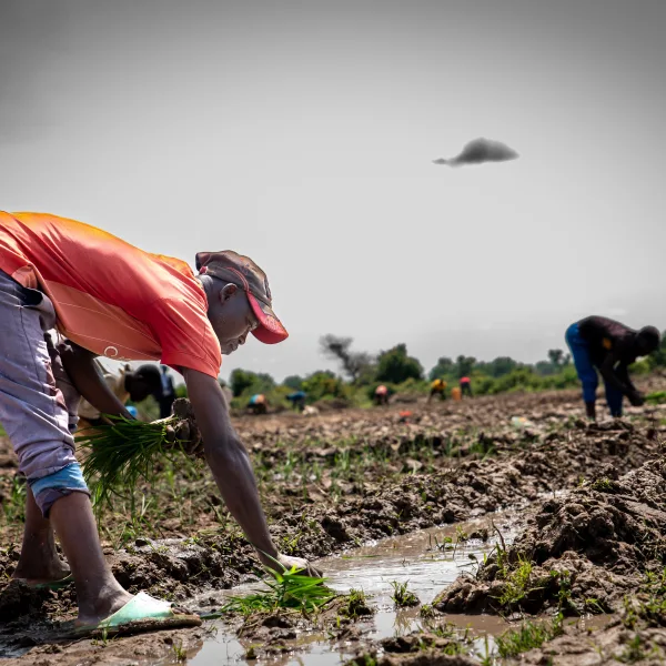 Jigawa Irrigation and Solar Plant